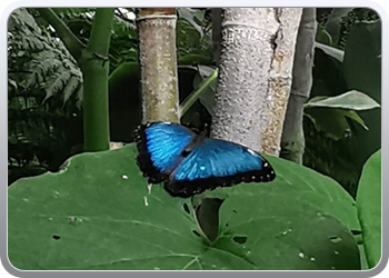 003 Bezoek aan de vlindertuin in Benalmadena  (2)